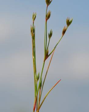 Fotografia 10 da espécie Juncus bufonius no Jardim Botânico UTAD