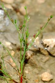 Fotografia da espécie Juncus bufonius