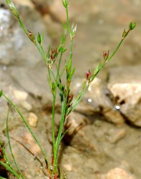 Fotografia 11 da espécie Juncus bufonius no Jardim Botânico UTAD