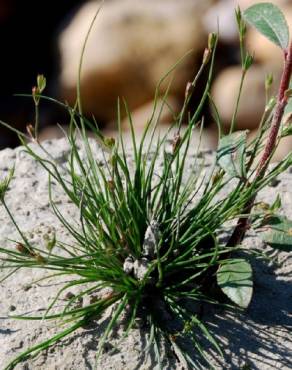 Fotografia 12 da espécie Juncus bufonius no Jardim Botânico UTAD