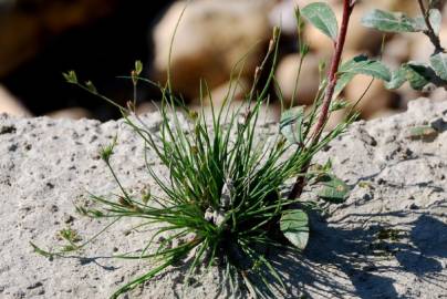 Fotografia da espécie Juncus bufonius