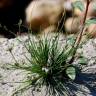 Fotografia 12 da espécie Juncus bufonius do Jardim Botânico UTAD