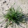 Fotografia 13 da espécie Juncus bufonius do Jardim Botânico UTAD