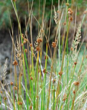 Fotografia 3 da espécie Juncus conglomeratus no Jardim Botânico UTAD