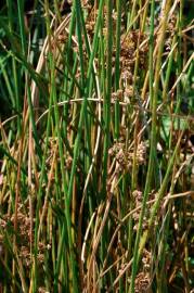 Fotografia da espécie Juncus subnodulosus