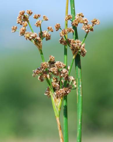 Fotografia de capa Juncus subnodulosus - do Jardim Botânico