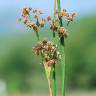 Fotografia 1 da espécie Juncus subnodulosus do Jardim Botânico UTAD