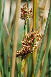 Fotografia da espécie Juncus subnodulosus