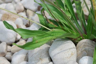 Fotografia da espécie Plantago lanceolata