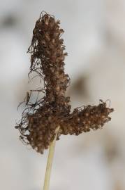 Fotografia da espécie Plantago lanceolata