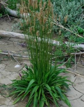 Fotografia 6 da espécie Plantago lanceolata no Jardim Botânico UTAD