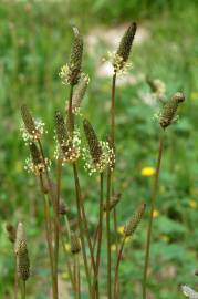 Fotografia da espécie Plantago lanceolata