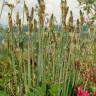 Fotografia 8 da espécie Plantago lanceolata do Jardim Botânico UTAD