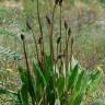 Fotografia 9 da espécie Plantago lanceolata do Jardim Botânico UTAD