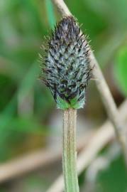 Fotografia da espécie Plantago lanceolata