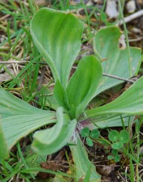 Fotografia 12 da espécie Plantago lanceolata no Jardim Botânico UTAD