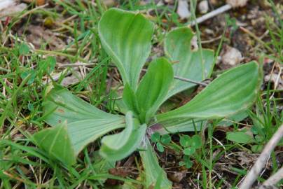 Fotografia da espécie Plantago lanceolata