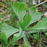 Fotografia 12 da espécie Plantago lanceolata do Jardim Botânico UTAD