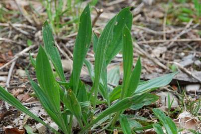 Fotografia da espécie Plantago lanceolata