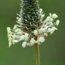 Fotografia 15 da espécie Plantago lanceolata do Jardim Botânico UTAD