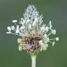 Fotografia 16 da espécie Plantago lanceolata do Jardim Botânico UTAD