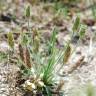 Fotografia 3 da espécie Plantago bellardii do Jardim Botânico UTAD