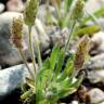 Fotografia 1 da espécie Plantago bellardii do Jardim Botânico UTAD