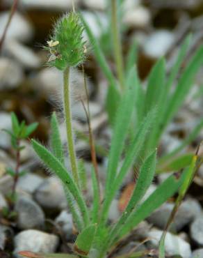 Fotografia 4 da espécie Plantago bellardii no Jardim Botânico UTAD