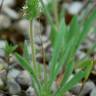 Fotografia 4 da espécie Plantago bellardii do Jardim Botânico UTAD