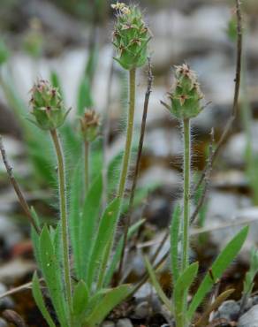 Fotografia 5 da espécie Plantago bellardii no Jardim Botânico UTAD