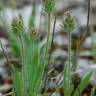 Fotografia 5 da espécie Plantago bellardii do Jardim Botânico UTAD