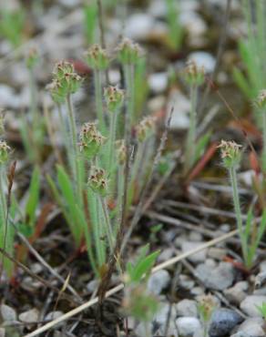 Fotografia 6 da espécie Plantago bellardii no Jardim Botânico UTAD