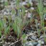 Fotografia 6 da espécie Plantago bellardii do Jardim Botânico UTAD