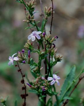 Fotografia 5 da espécie Plumbago europaea no Jardim Botânico UTAD