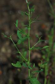 Fotografia da espécie Plumbago europaea