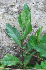 Fotografia da espécie Plumbago europaea