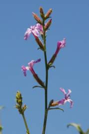 Fotografia da espécie Plumbago europaea