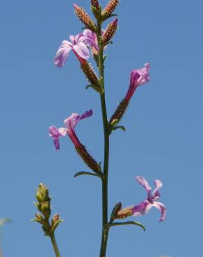 Fotografia 9 da espécie Plumbago europaea no Jardim Botânico UTAD