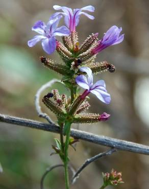 Fotografia 10 da espécie Plumbago europaea no Jardim Botânico UTAD