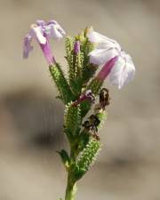 Fotografia da espécie Plumbago europaea