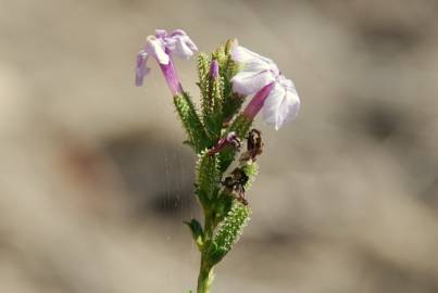 Fotografia da espécie Plumbago europaea