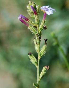 Fotografia 11 da espécie Plumbago europaea no Jardim Botânico UTAD