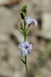 Fotografia da espécie Plumbago europaea