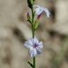 Fotografia 12 da espécie Plumbago europaea do Jardim Botânico UTAD