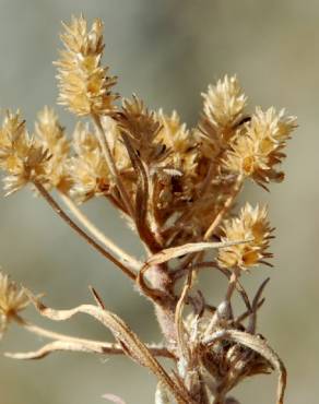 Fotografia 8 da espécie Plantago afra no Jardim Botânico UTAD