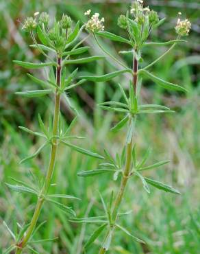 Fotografia 10 da espécie Plantago afra no Jardim Botânico UTAD