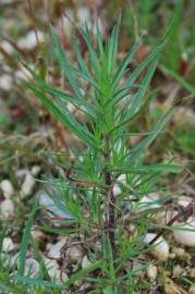 Fotografia da espécie Plantago afra