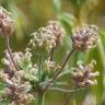 Fotografia 12 da espécie Plantago afra do Jardim Botânico UTAD