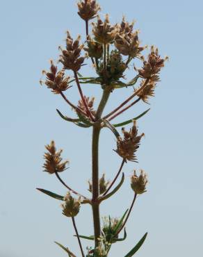 Fotografia 13 da espécie Plantago afra no Jardim Botânico UTAD