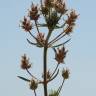 Fotografia 13 da espécie Plantago afra do Jardim Botânico UTAD